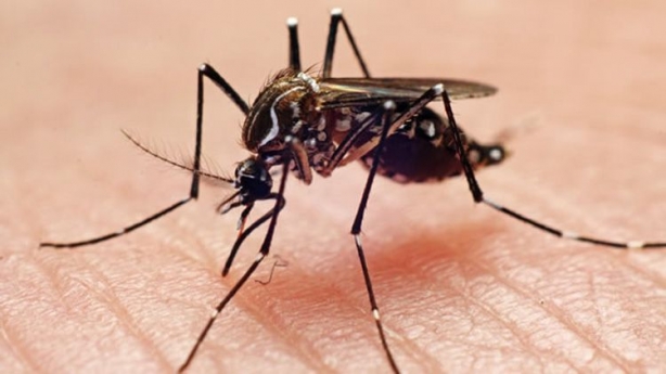 Energisa vai repassar informa&ccedil;&otilde;es sobre poss&iacute;veis focos do mosquito transmissor da dengue
