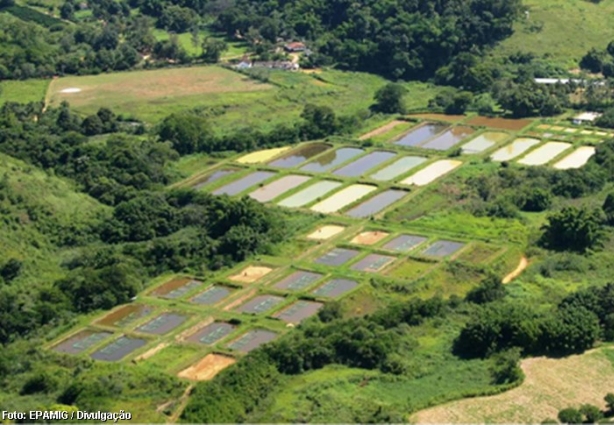 Área de piscicultura em Leopoldina – A estação funciona como unidade modelo para pesquisas e produção