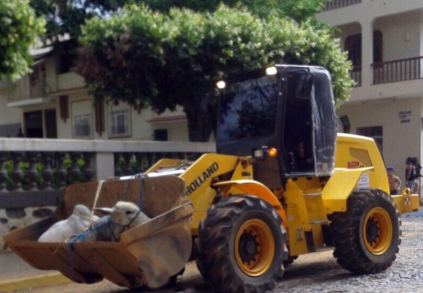 O animal foi dominado e levado para um local seguro e devolvido ao proprietário