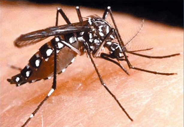 A Secretaria de Saúde de Minas Gerais confirmou um caso de morte por dengue em Dona Euzébia