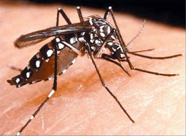 A Secretaria de Sa&uacute;de de Minas Gerais confirmou um caso de morte por dengue em Dona Euz&eacute;bia
