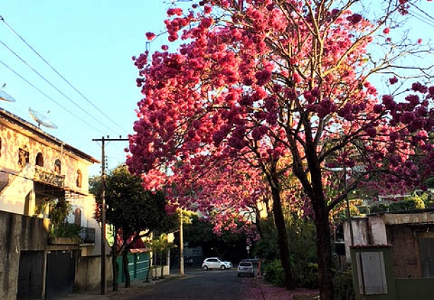 Os Ipês Rosa estão embelezando a entrada do bairro João Paulo II, a Cojan