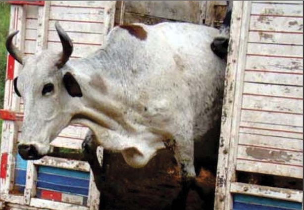 Roubo de gado tem deixado preocupados produtores rurais da região de Miraí