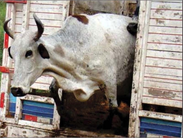 Roubo de gado tem deixado preocupados produtores rurais da regi&atilde;o de Mira&iacute;