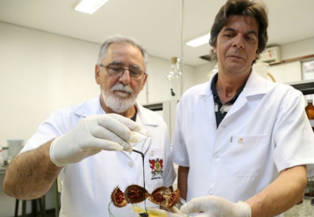 A dupla de pesquisadores de Viçosa estudam a pomada de urucum ha dezessete anos (foto: Daniel Sotto Maior)