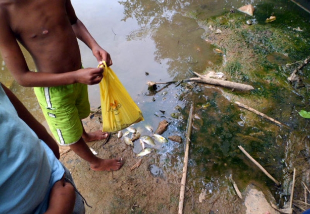 À margem do ribeirão e dentro da sacola plástica, alguns peixes que, no começo da tarde desta sexta-feira, morreram.