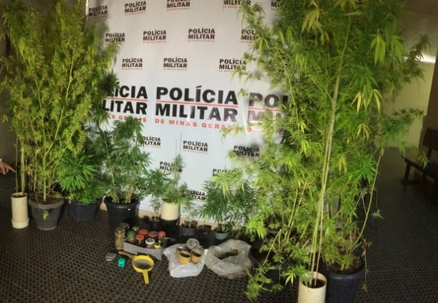 Maioria das plantas tinha mais de 1,80m de altura e na operação a PM apreendeu 21 vasos.