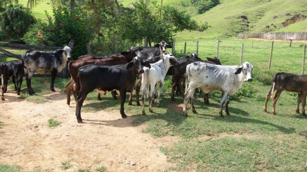 A Fazenda tem produ&ccedil;&atilde;o em regime semi-intensivo que contribuem para a melhoria da produ&ccedil;&atilde;o de leite por hectare (Fotos: Kalon Moraes)