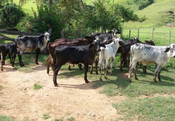A Fazenda tem produção em regime semi-intensivo que contribuem para a melhoria da produção de leite por hectare (Fotos: Kalon Moraes)