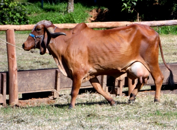 As vacas das Fazendas do Basa est&atilde;o produzindo leite em grande quantidade devido ao aprimoramento gen&eacute;tico
