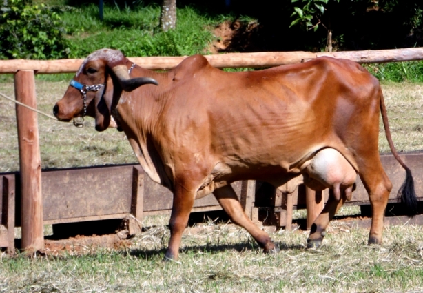 As vacas das Fazendas do Basa estão produzindo leite em grande quantidade devido ao aprimoramento genético