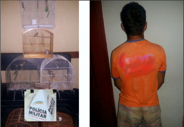 Diversos pássaros da fauna silvestres em cativeiro ilegalmente foram apreendidos na casa do suspeito
