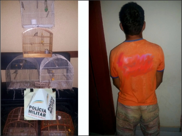 Diversos p&aacute;ssaros da fauna silvestres em cativeiro ilegalmente foram apreendidos na casa do suspeito