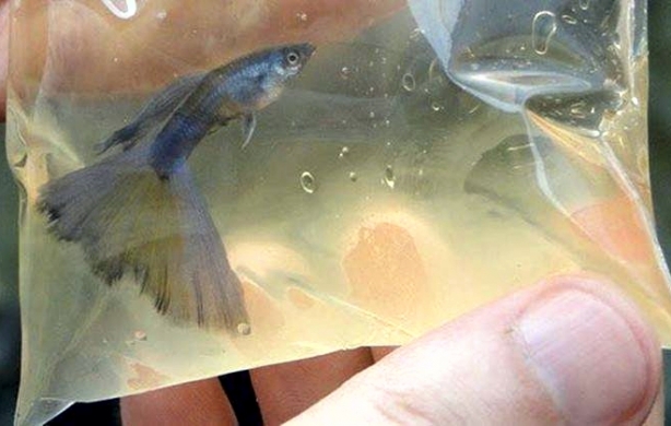 O Centro vai produzir diversas esp&eacute;cies de peixes ornamentais
