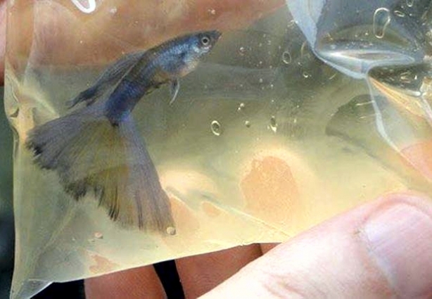 O Centro vai produzir diversas espécies de peixes ornamentais