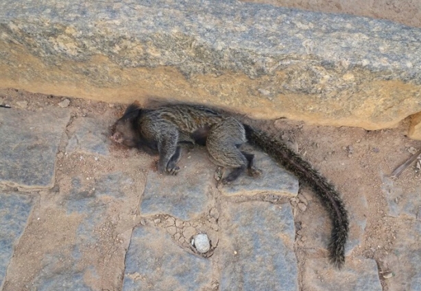 Macaco encontrado morto em Recreio nesta sexta-feira. Outro da mesma espécie foi localizado na vila Tereza, em Cataguases