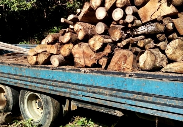 O caminhão estava sendo carregado com madeira de árvores nativas e frutíferas que seria transformada em carvão