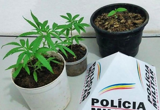 Nos vasos apreendidos foram encontradas plantas da droga em diversos tamanhos