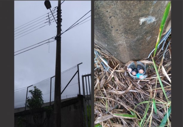 Foram roubados quarenta metros de fios de cobre do poste que permitiam o funcionamento dos aparelhos celulares da Vivo na região