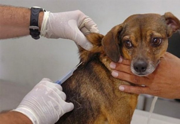 A vacinação contra a raiva em cães e gatos é a única forma de prevenção contra a doença