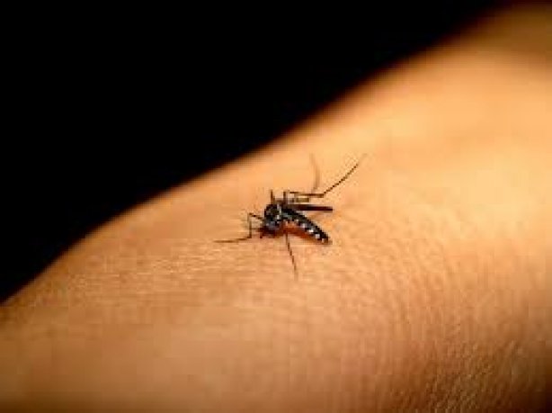 O mosquito Aedes Aegypti transmite a Chikungunya que acaba de ser diagnosticada em uma crian&ccedil;a de Cataguases
