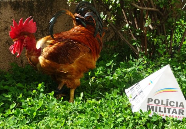 o galo foi encontrado amarrado no quintal do suspeito de tê-lo roubado