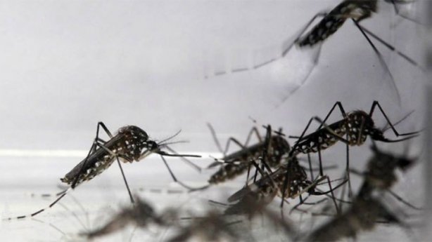 Risco de dengue em Recreio volta a ser registrado conforme diagn&oacute;stico do LIRAa