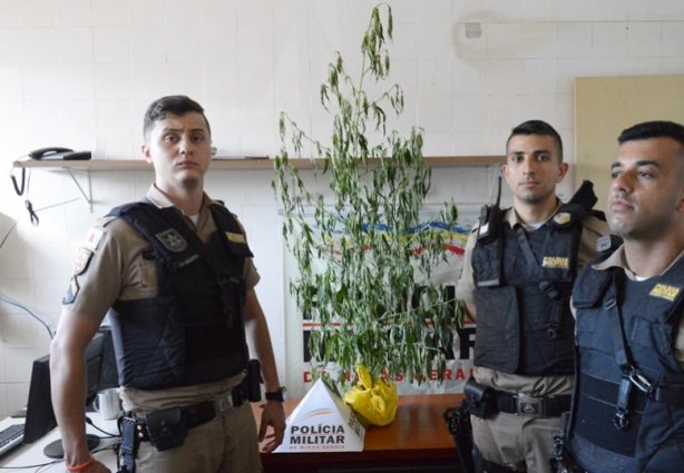 Os militares descobriram o pé de maconha após denúncias de tráfico de drogas no bairro Caiçara, em Leopoldina