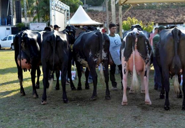 Ressaltar as qualidades da raça Girolando é um dos objetivos da exposição.