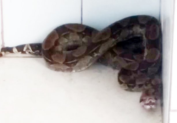 A serpente foi recolhida e solta sem ferimentos em uma região adequada à sua sobrevivência