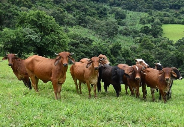 A novidade este ano é que a dose da vacina será de 2 ml por animal